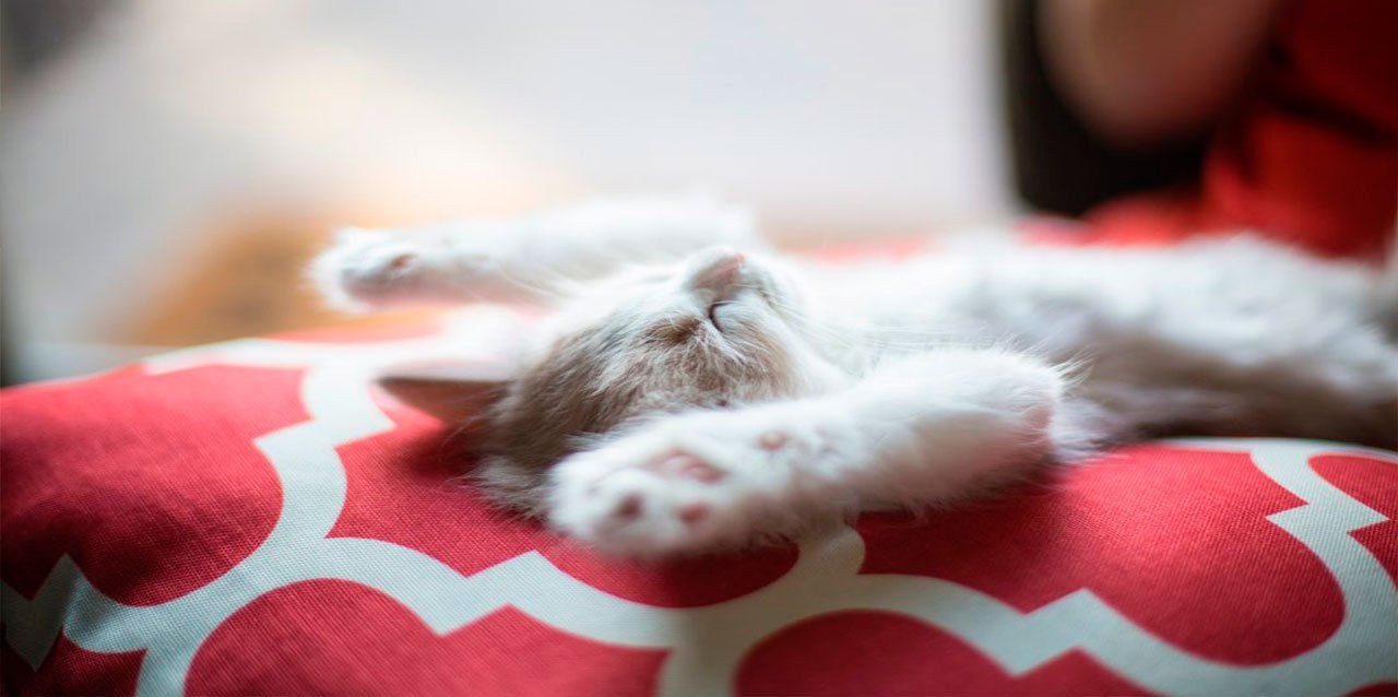 gato estirándose con los ojos abiertos