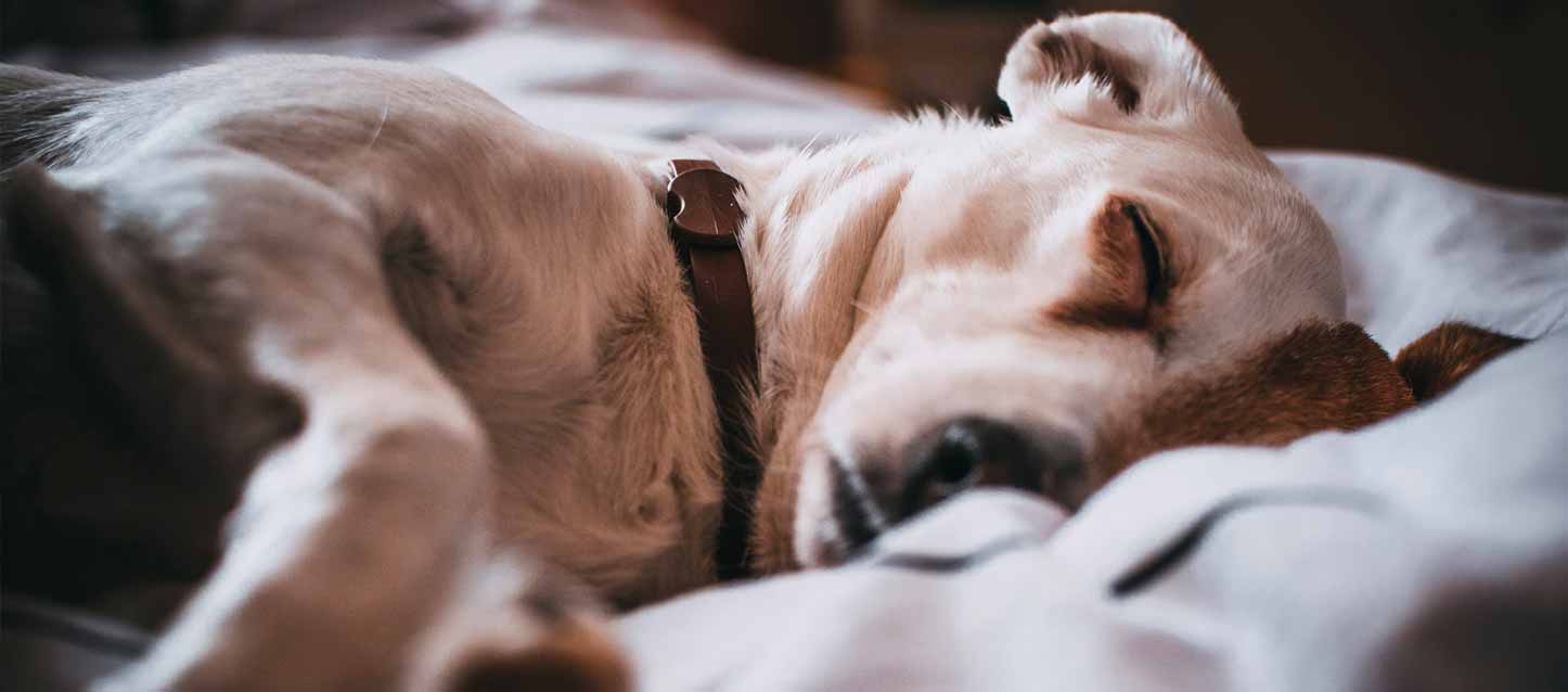 Dormir-con-tu-mascota