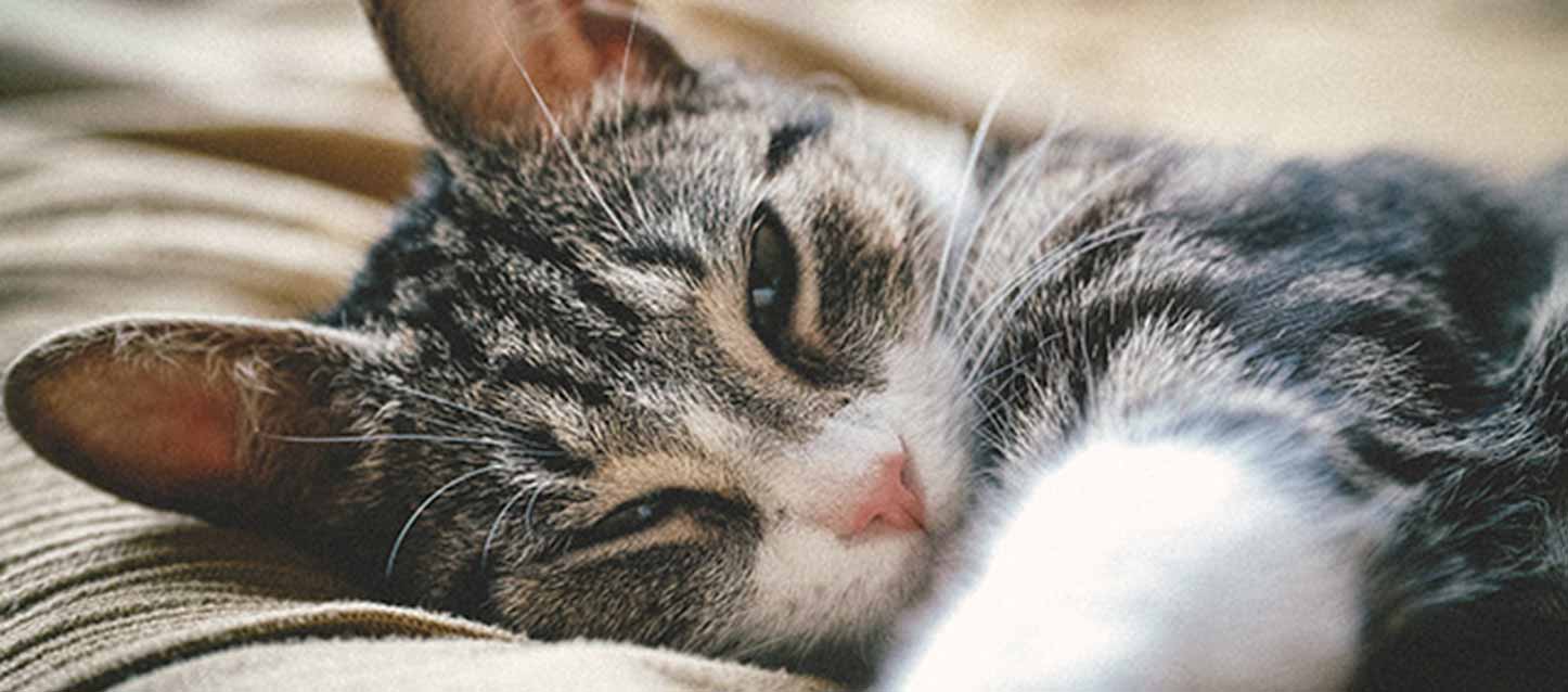 dormir con un gato