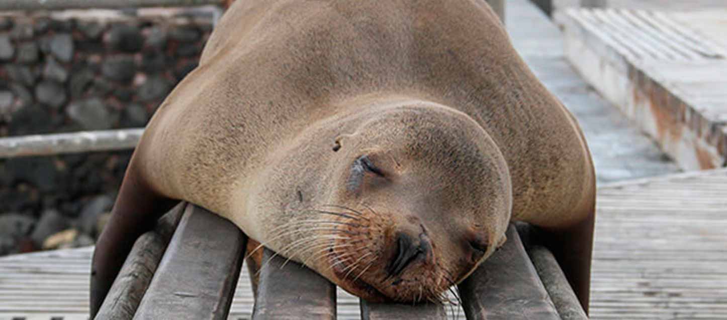 Dormir boca abajo