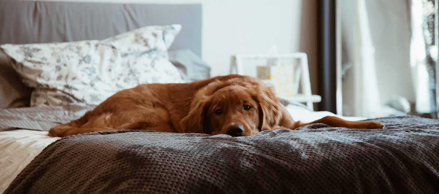 comprar cama para perros