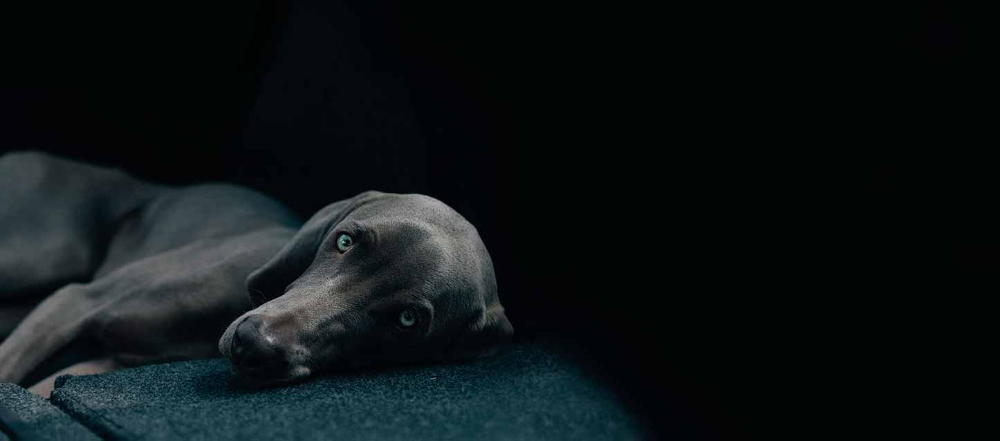 colchones para perros grandes