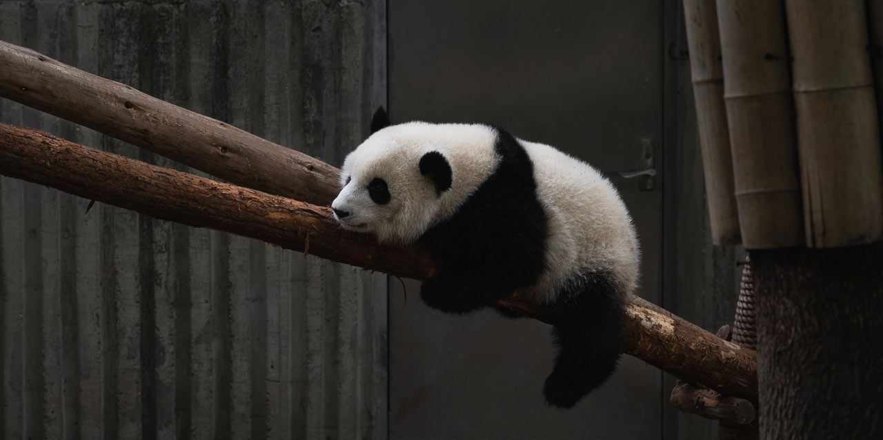 oso panda colgado de ramas