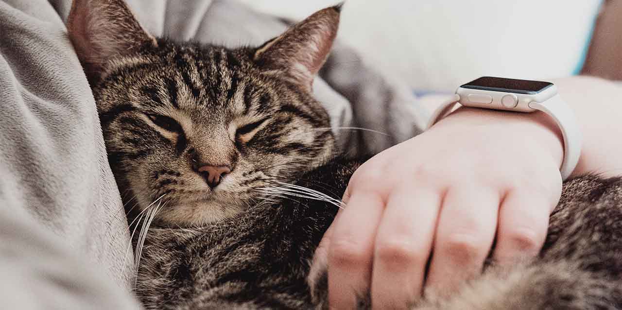 gato durmiendo apoyado en sofá