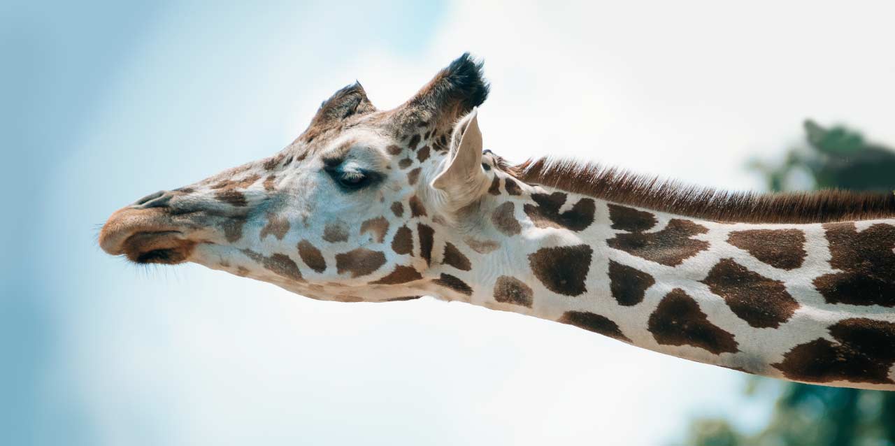 jirafa dormir jirafa