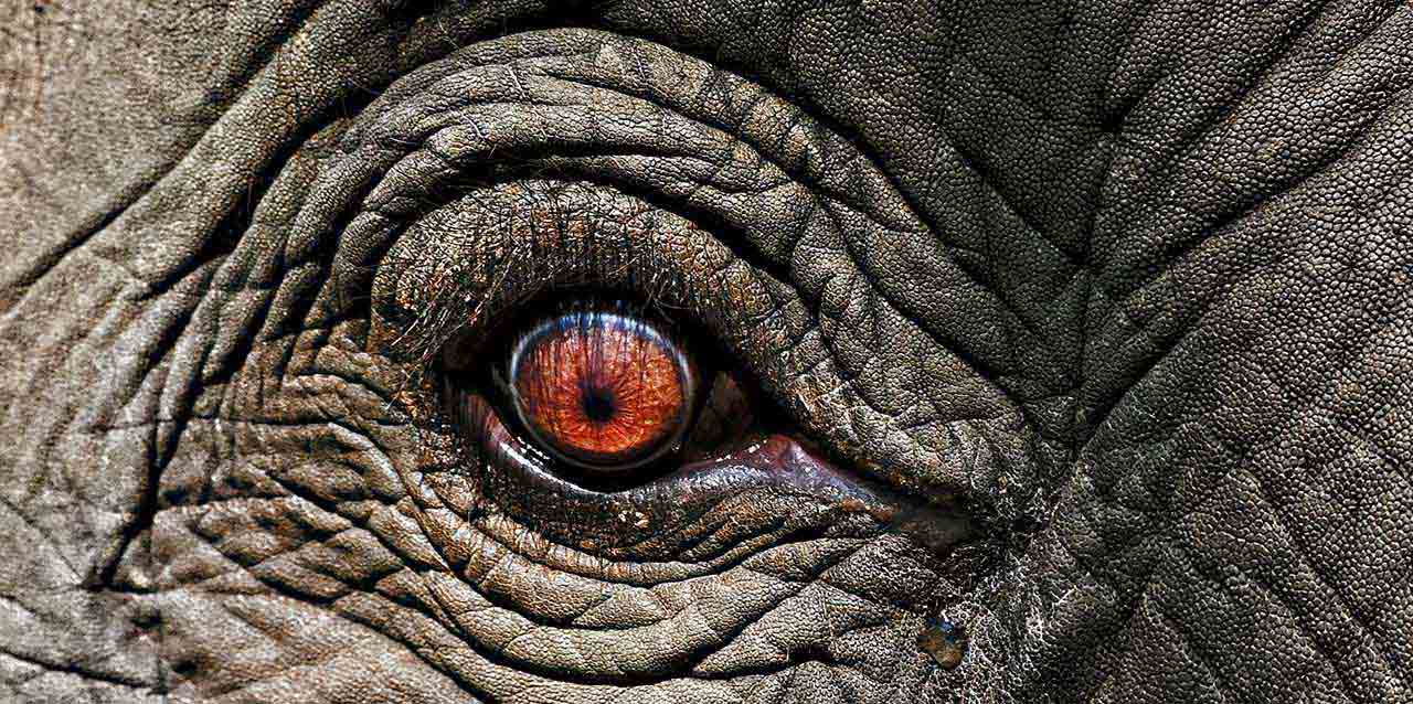 ojo de elefante