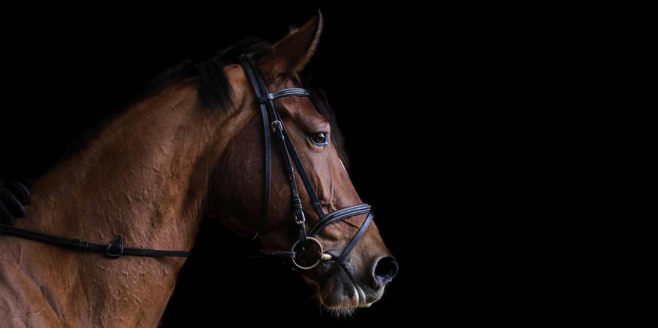 Cómo duermen los caballos