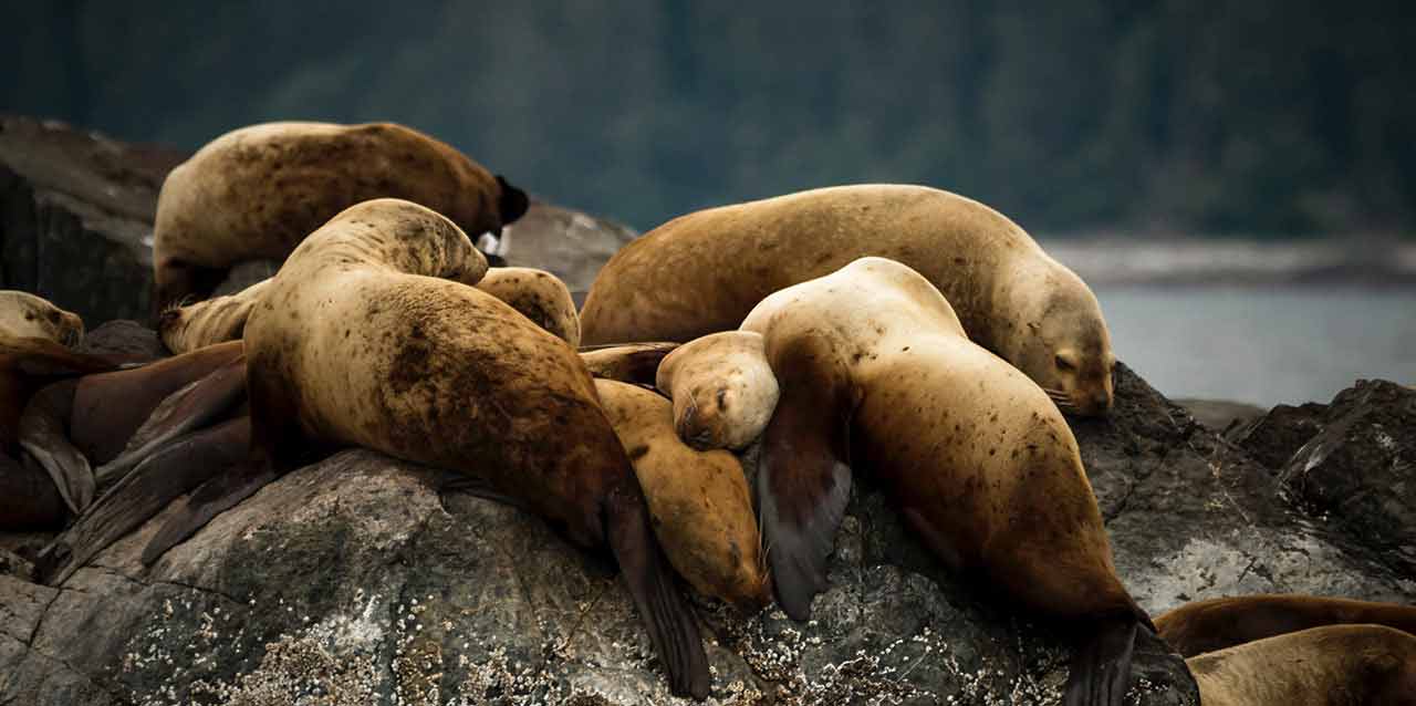 focas tumbadas en rocas