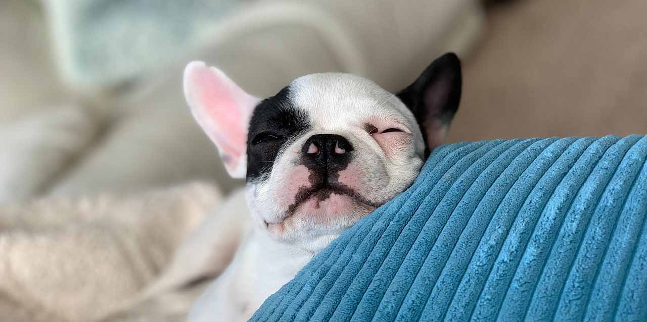 perro durmiendo apoyado en cojín azul