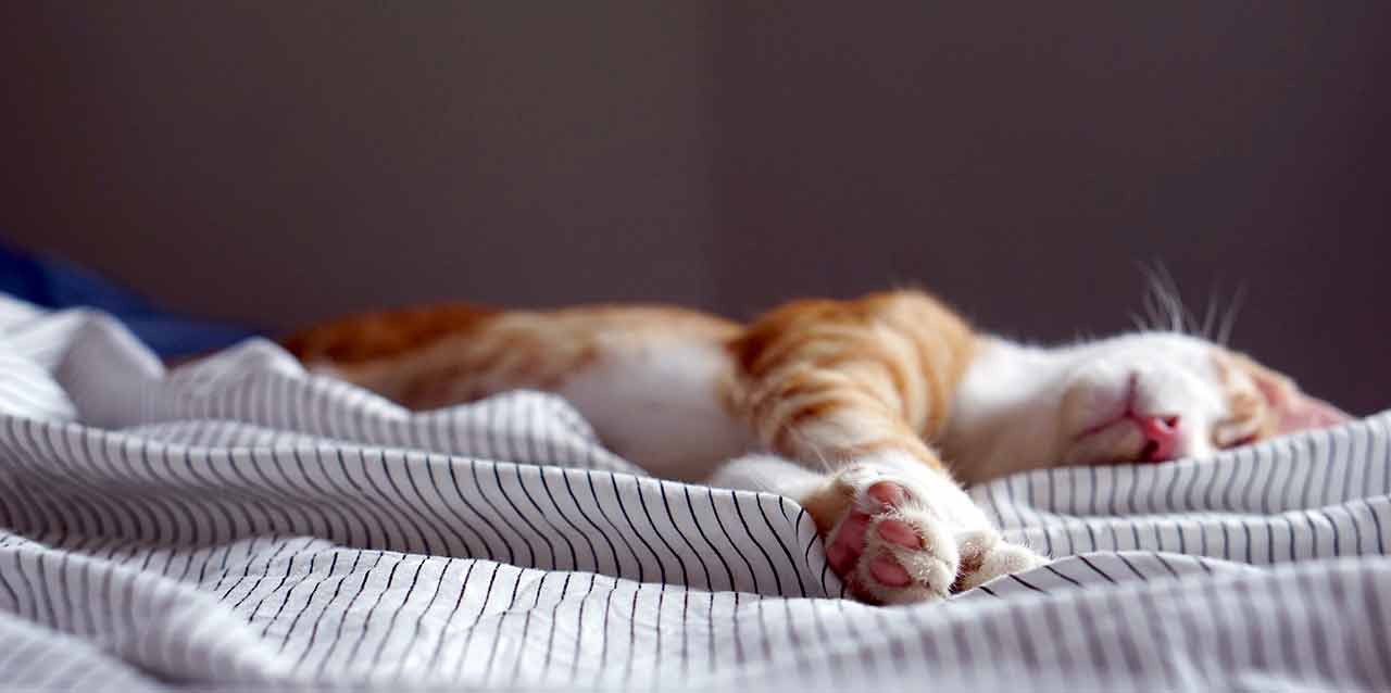 ¡Que la siesta no te quite el sueño!