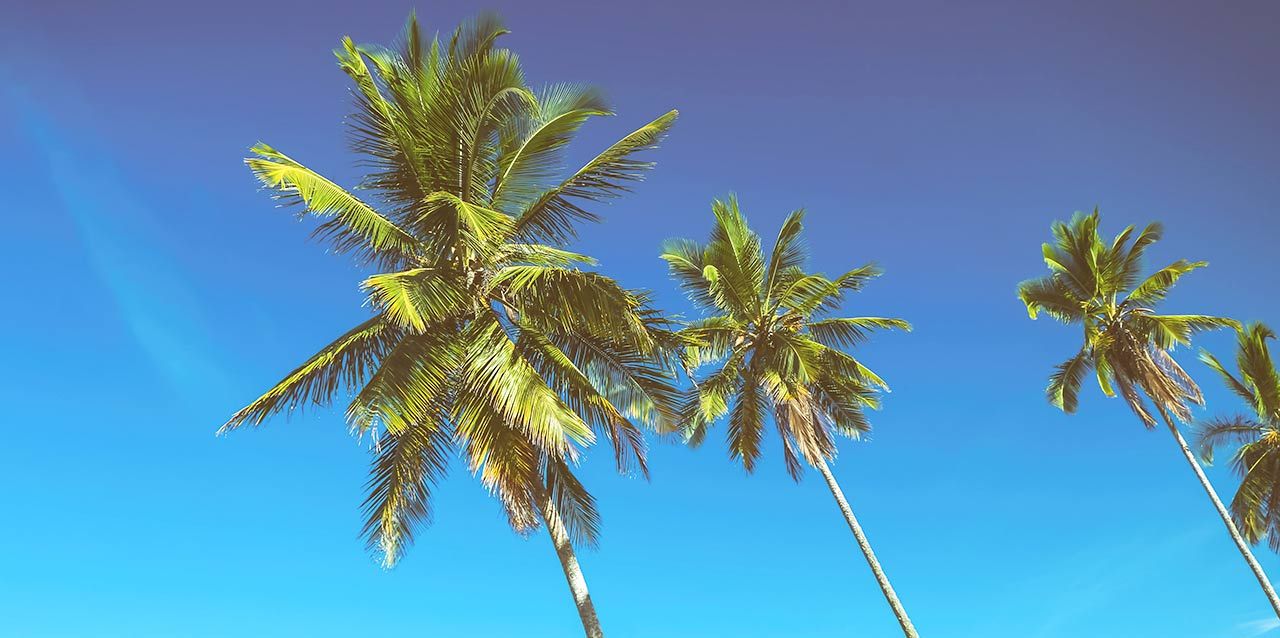 palmeras con cielo de fondo