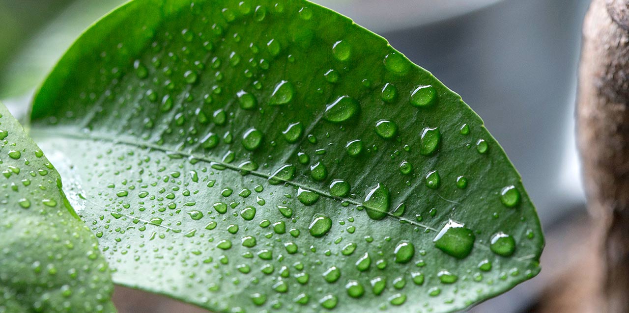 hoja con gotas de agua hoja con gotas de agua