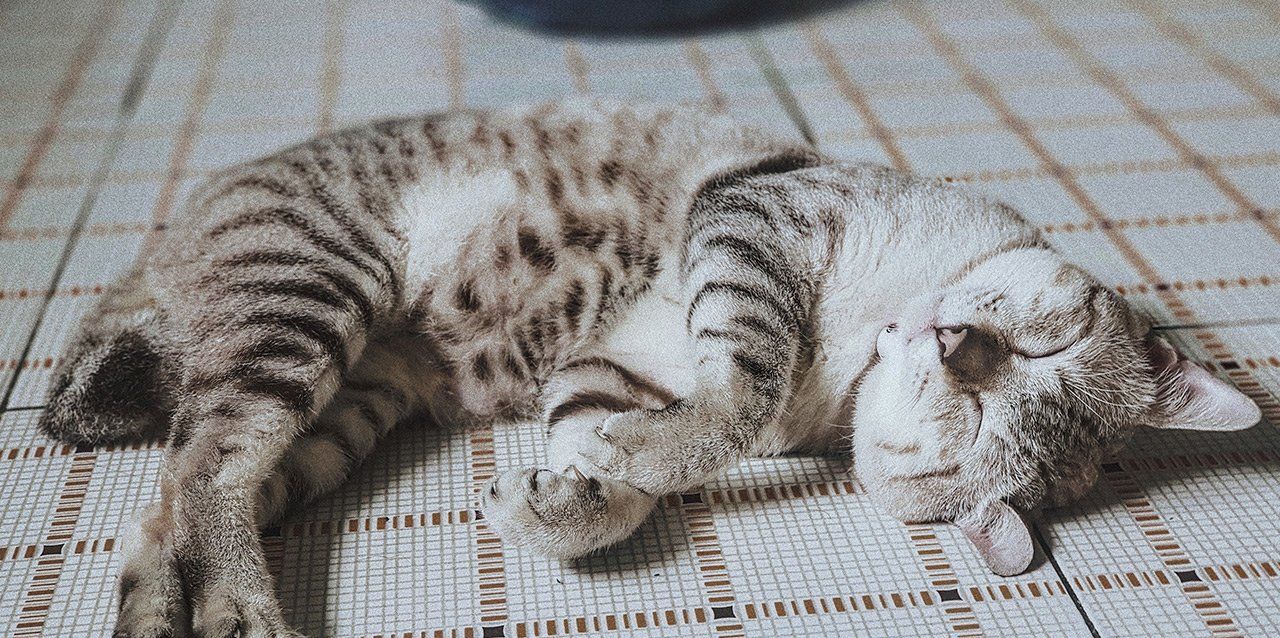 gato durmiendo en colchón gato durmiendo en colchón