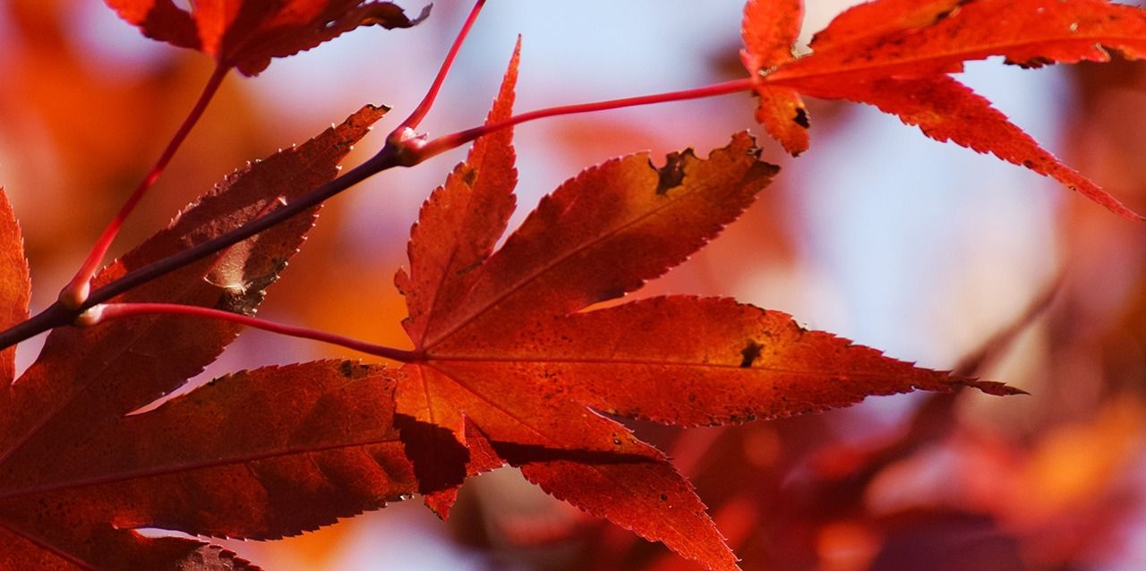 ¿Cómo afecta el otoño a nuestro descanso?