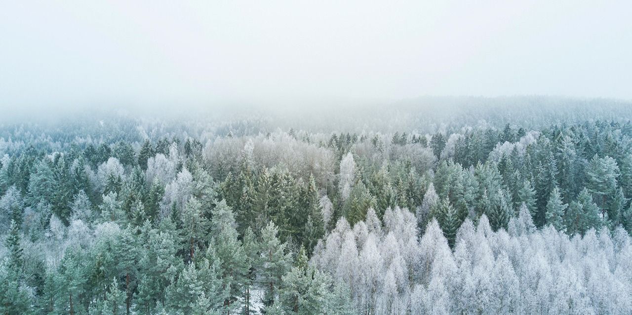 Tundra