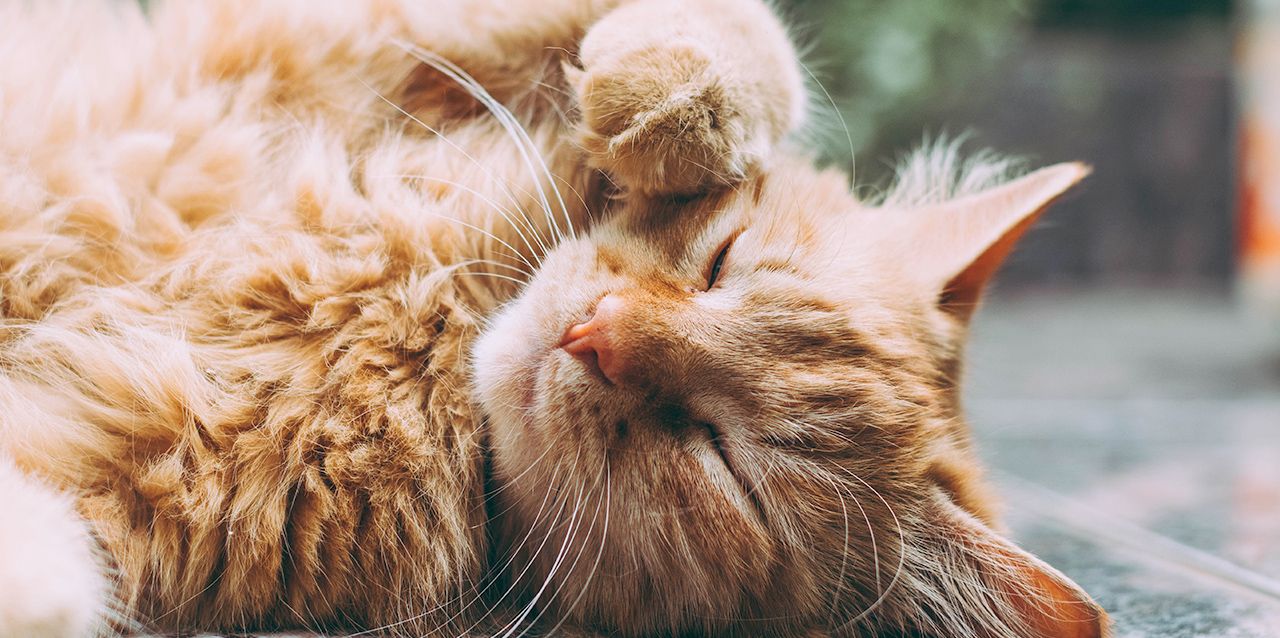 Gato descansando