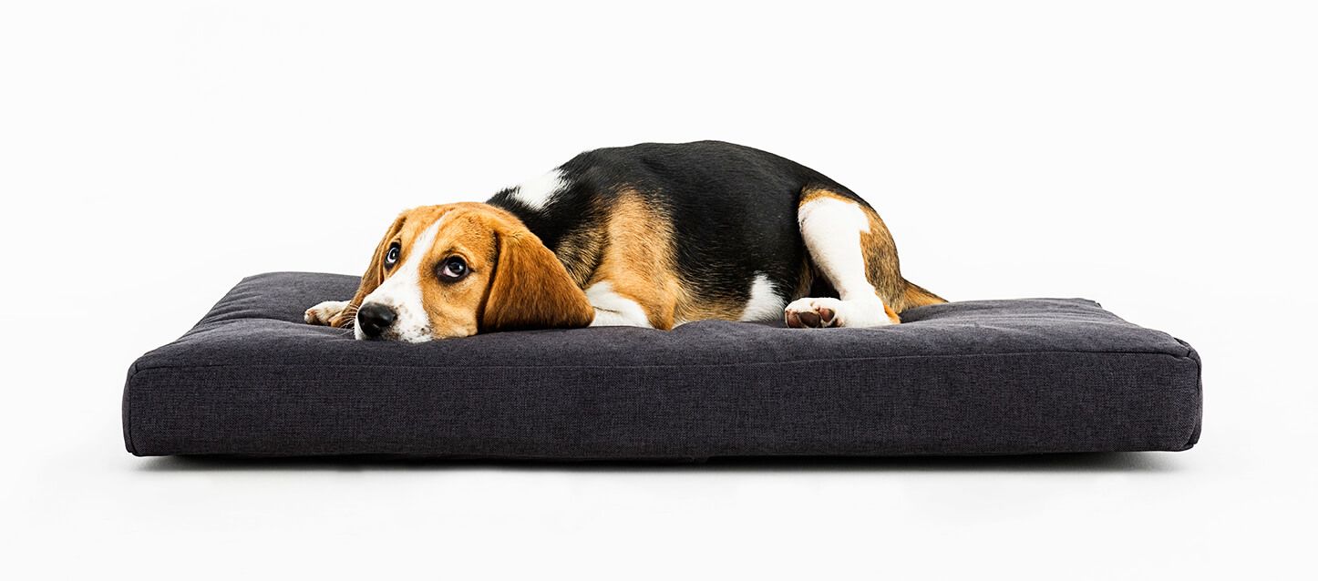 Colchones para perros: Todo lo que necesitas saber