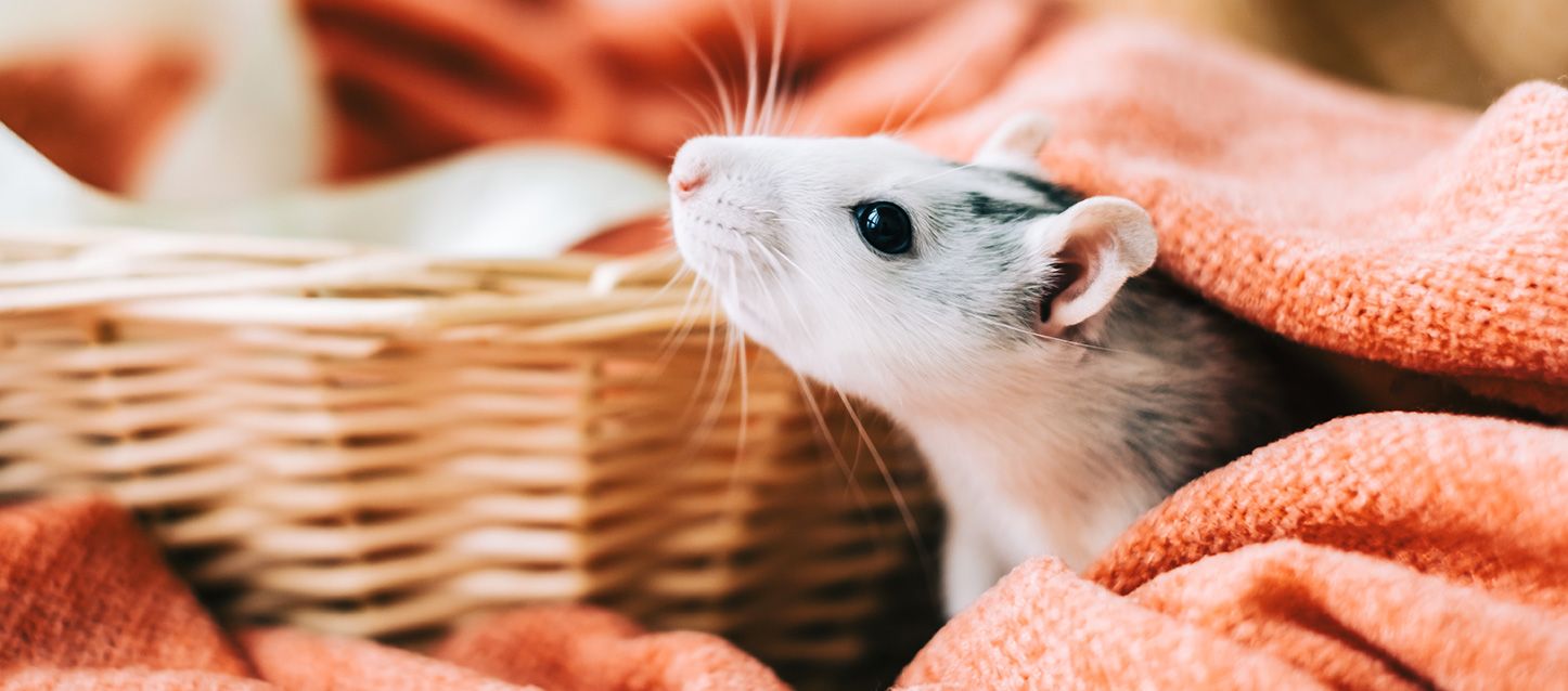 Soñar con ratas, una rata entre los pliegues de una manta roja