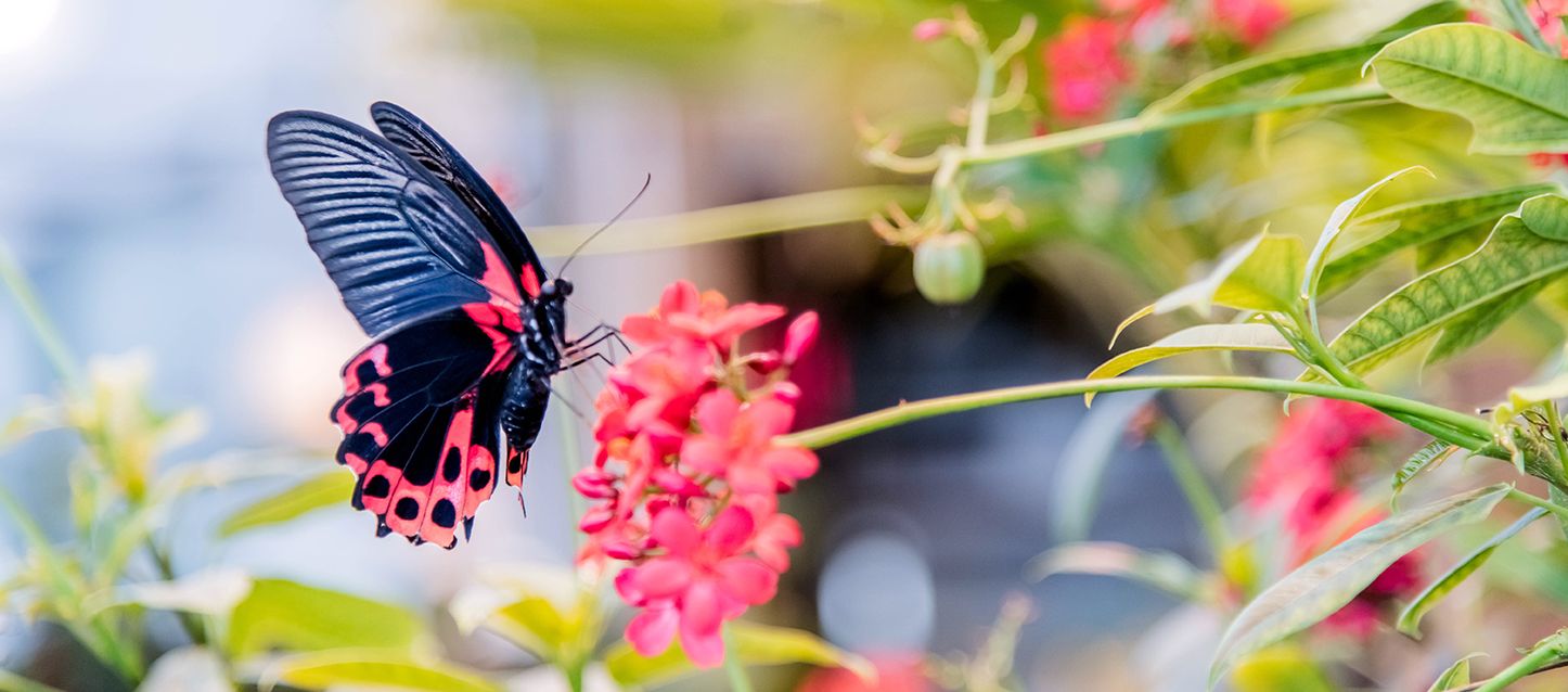 mariposa durmiendo sobre la flor de una planta