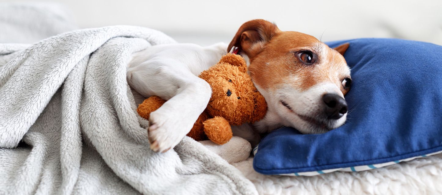 perro de raza Jack Russel Terrier metido en una cama con almohada, tapado con edredon y cogiendo un osito de peluche