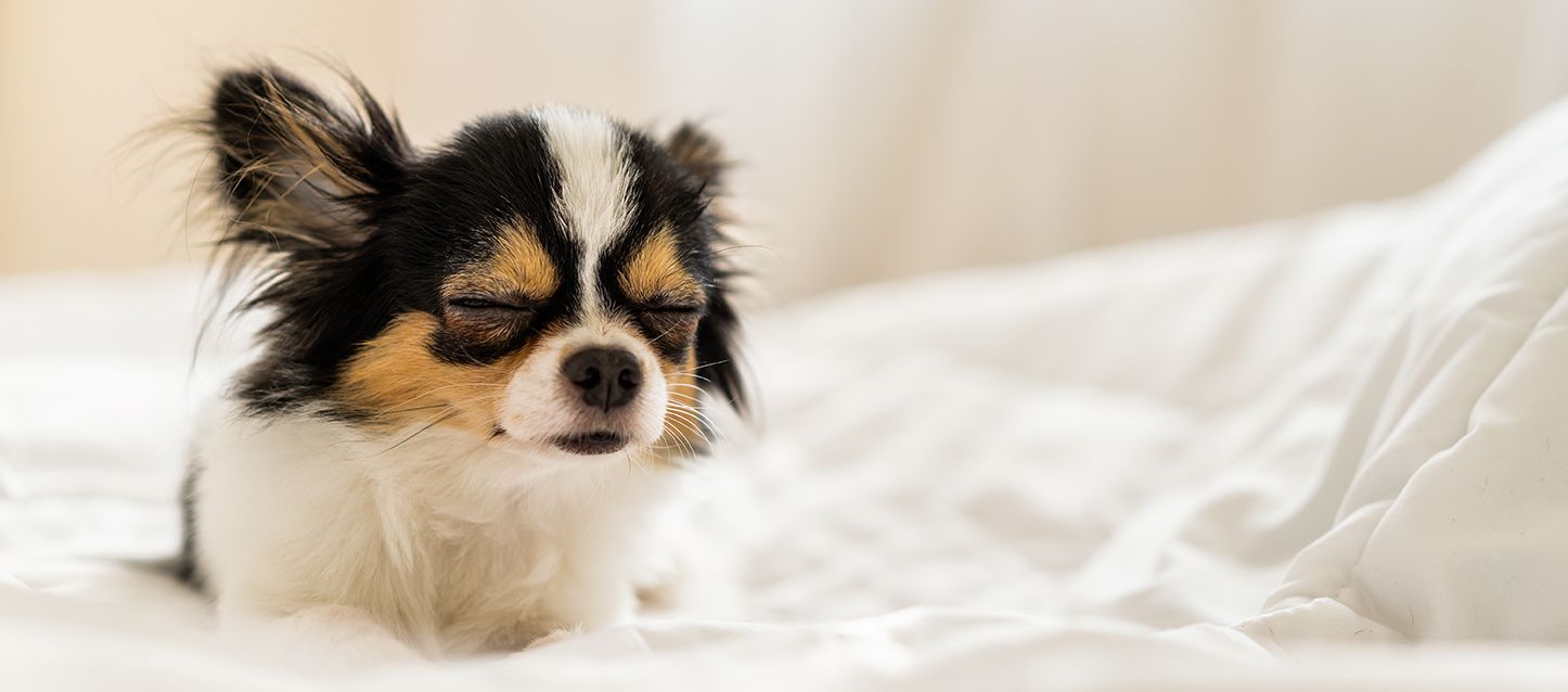 chihuahua dormido sobre cama con edredon blanco