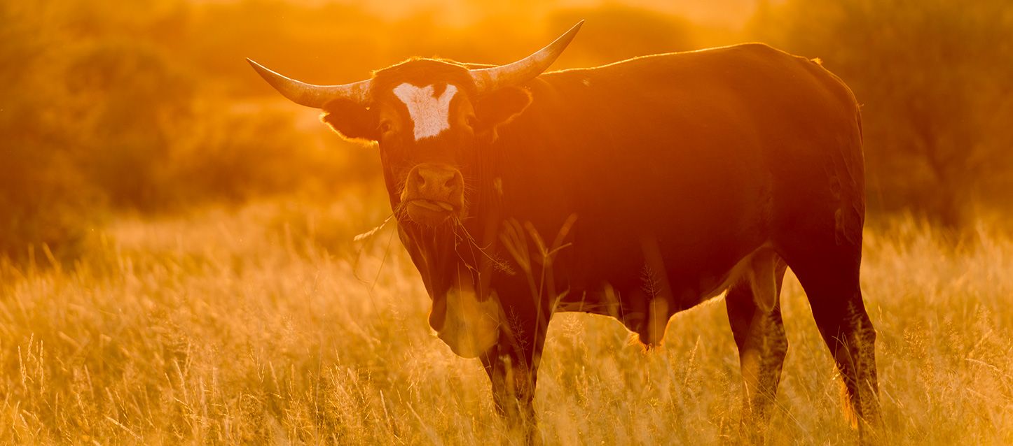 toro con mancha blanda en la frente pastando en el campo