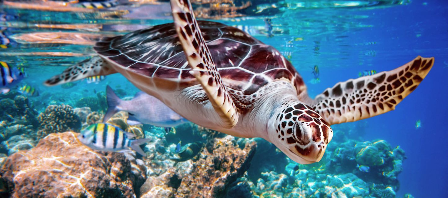 tortuga de caparazón marrón nadando en el mar entre algunos peces