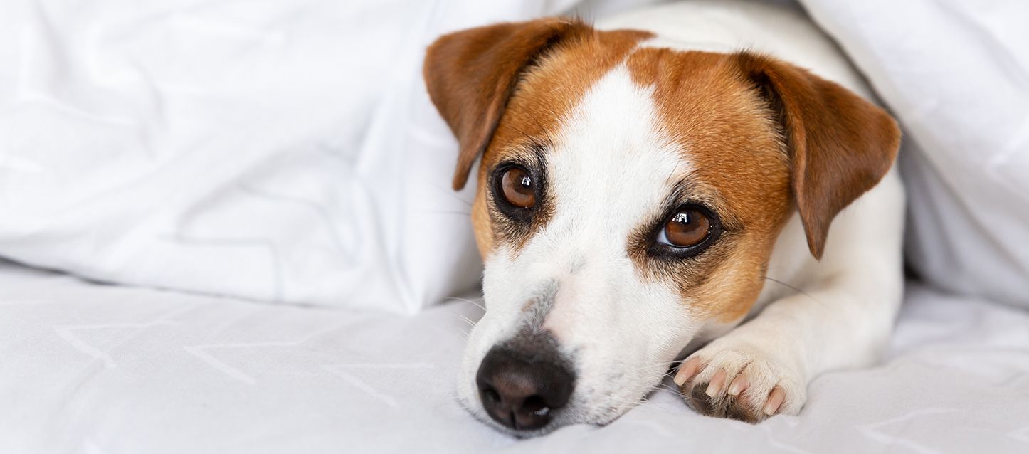 perro dentro de una cama tapado con el edredón