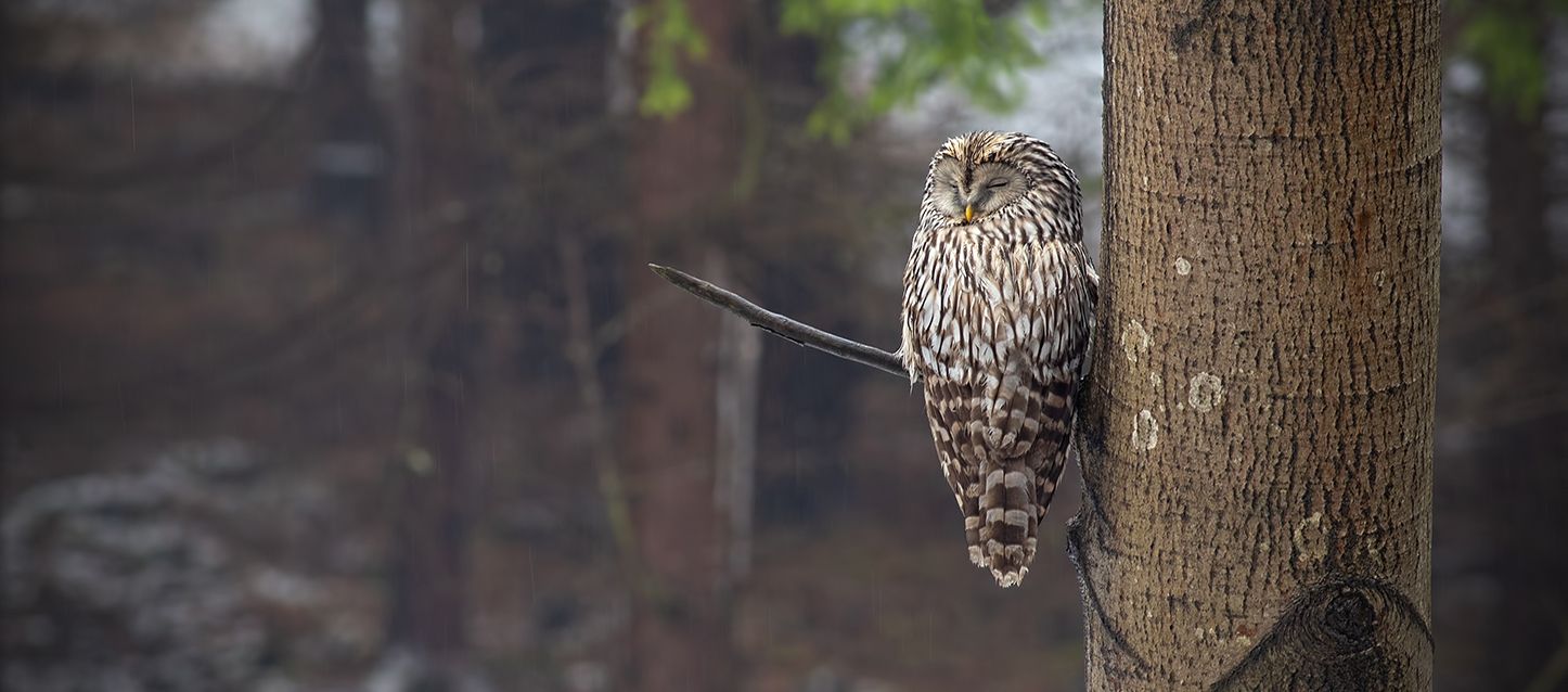 Búho durmiendo en la rama de un árbol en medio de un bosque