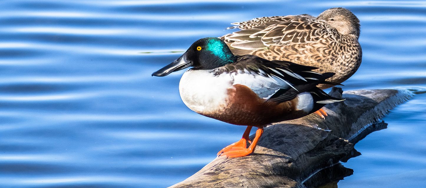 una pareja de patos cucharón sobre una madera flotando en el agua