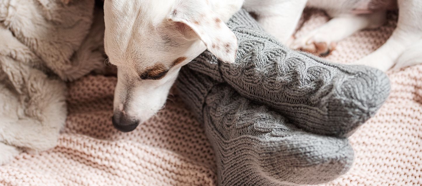 Perro blanco con círculo marrón en el ojo izquierdo durmiendo sobre dos pies cruzados sobre cama con calcetines de invierno grises