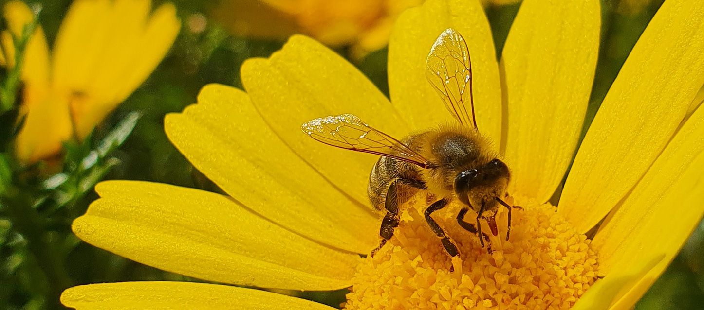 abeja chupando el néctar de una flor amarilla
